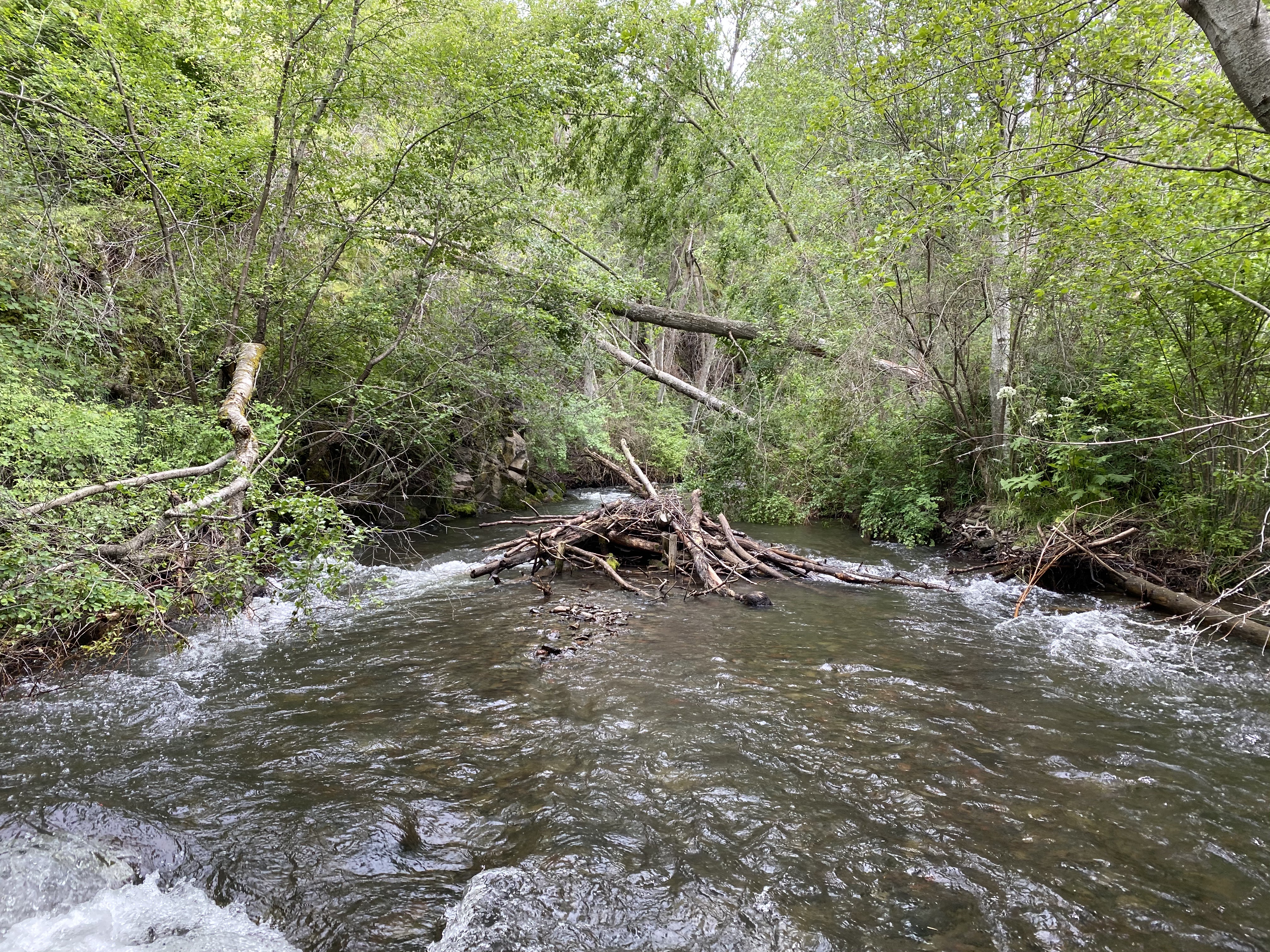 Project on North Fork Asotin Creek