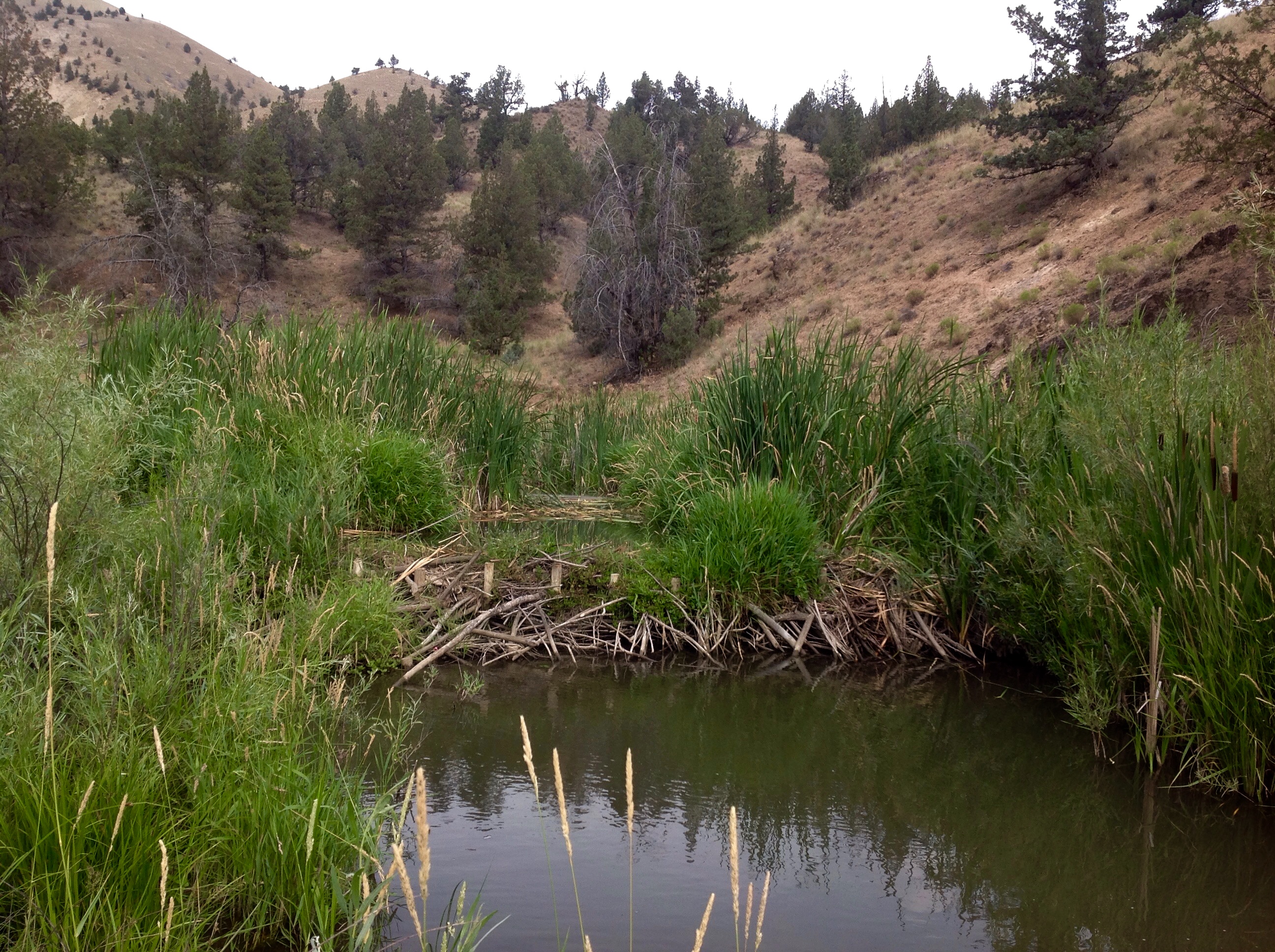 Photo of Bridge Creek Intensively Monitored Watershed