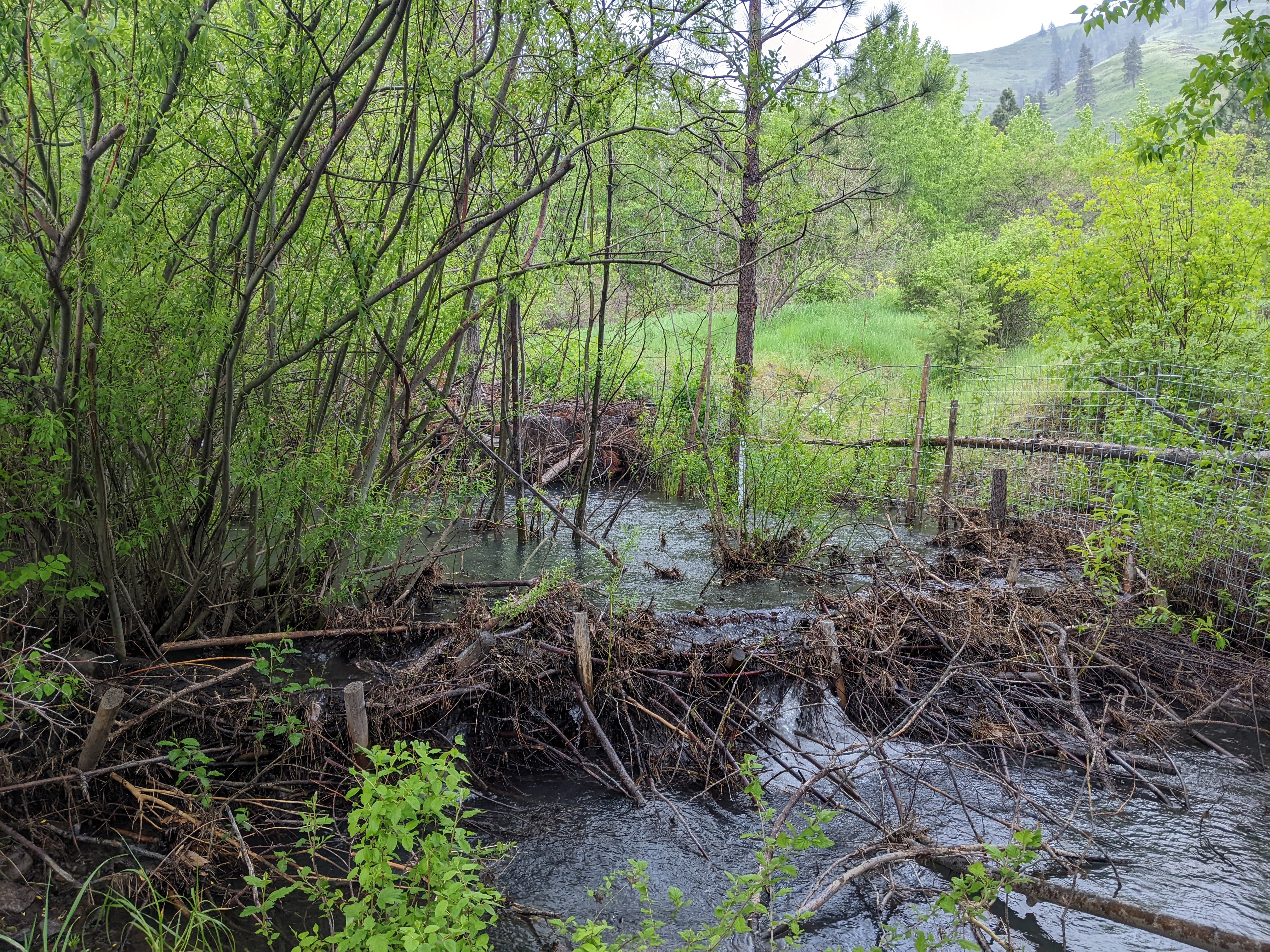 Tumalum Creek Restoration Using Beaver Relocation