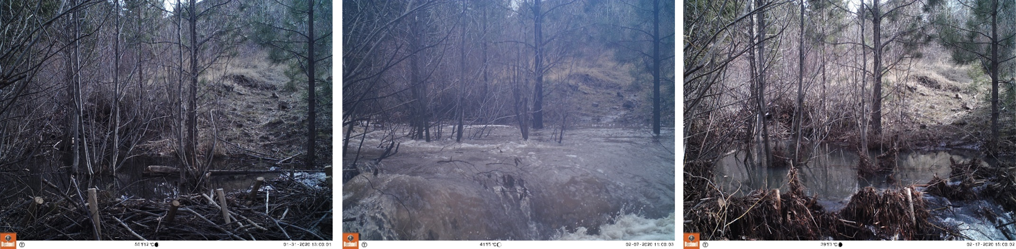Tumalum Creek Restoration Using Beaver Relocation